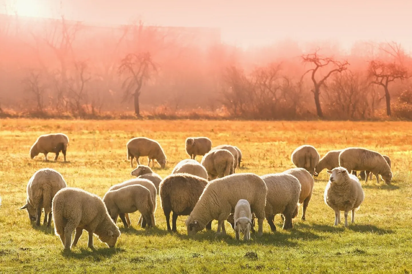 Sheeps, lambs, flock, animals, graze, farm animals, grass, livestock, wool, animal world, meadow, field, nature, landscape, morning, sheeps, sheeps, sheeps, sheeps, lambs, lambs, flock, flock, farm animals, farm animals, farm animals, farm animals, farm a