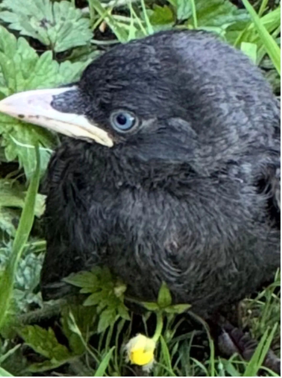 Baby Jackdaw i TurnPike Field