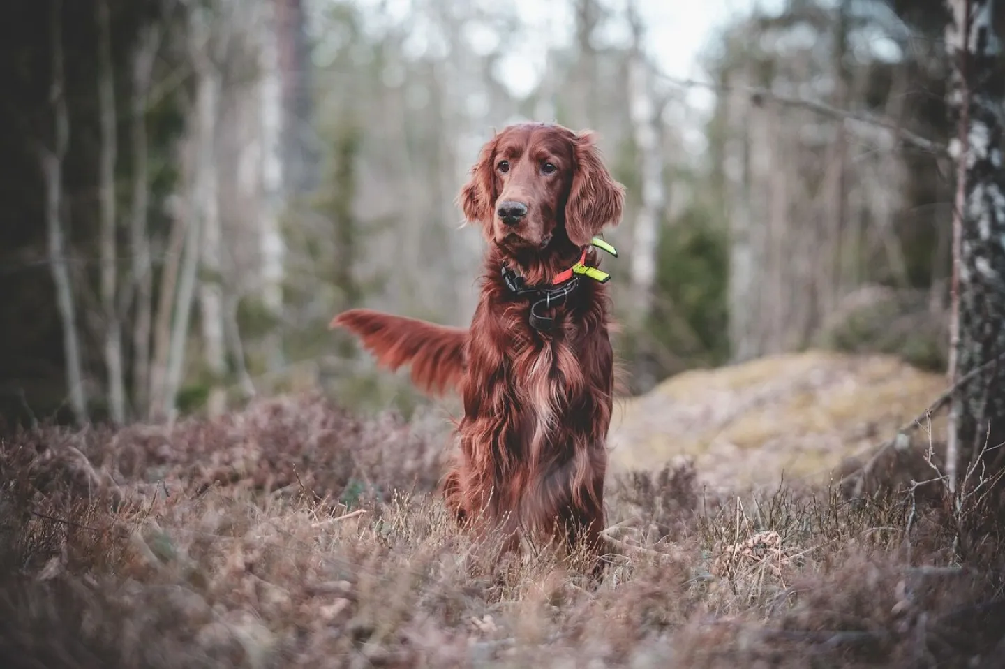 Dog, irish, setter, mischievous, animal, forest, nature, hunting, pet, hunting dog, dog training
