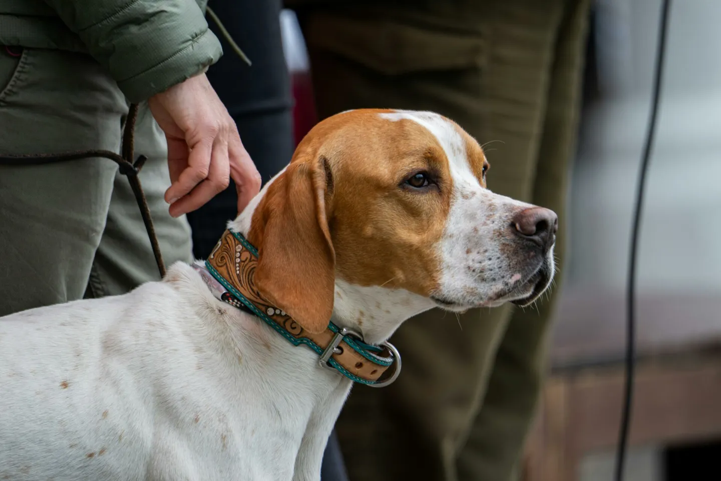 Pointer dog and handler outdoors, showcasing companionship and control.