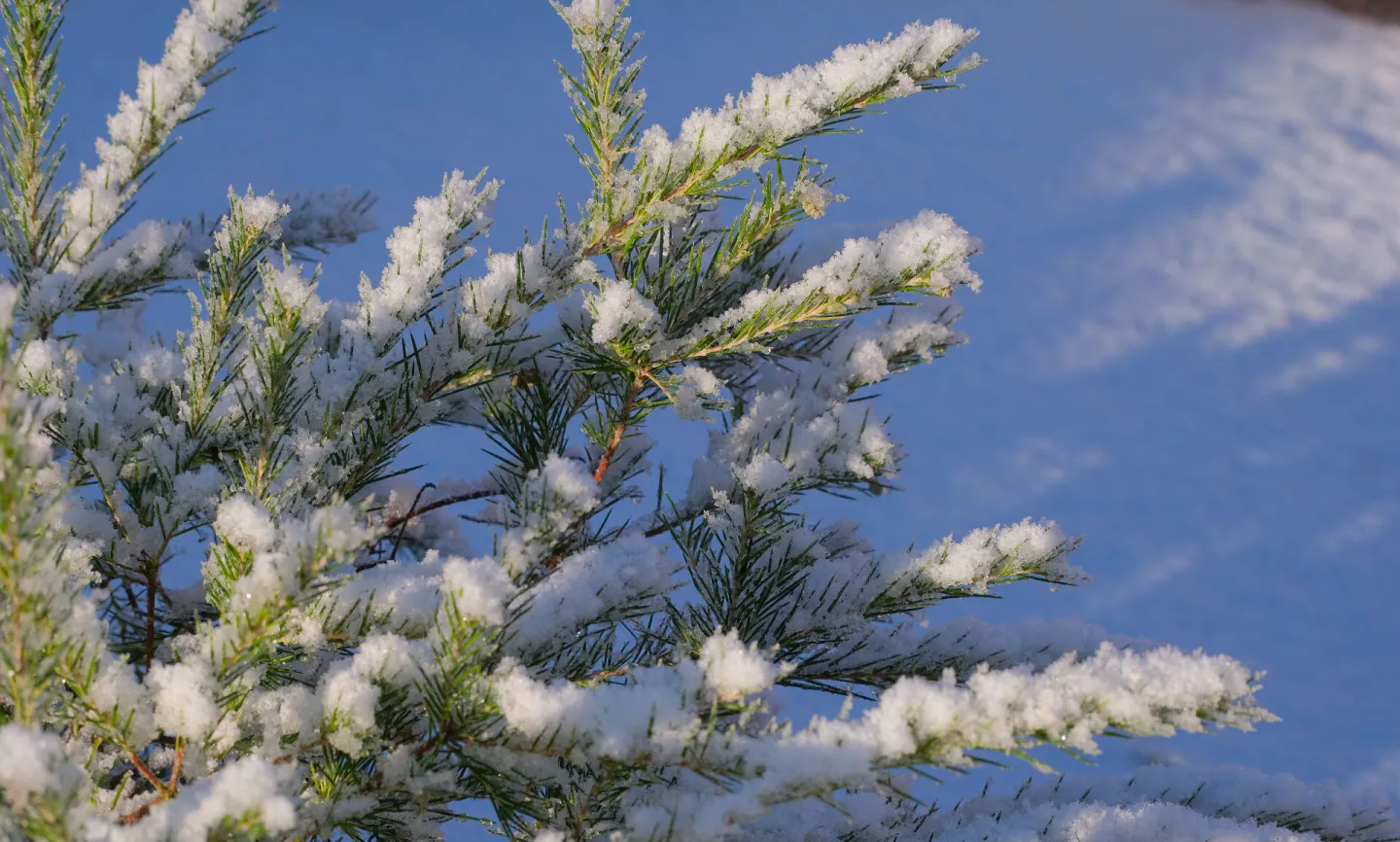 # After The Snow F8989