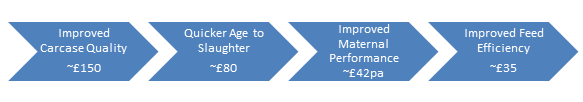 Image 6 from the paper Adding value and efficiency from breed improvement