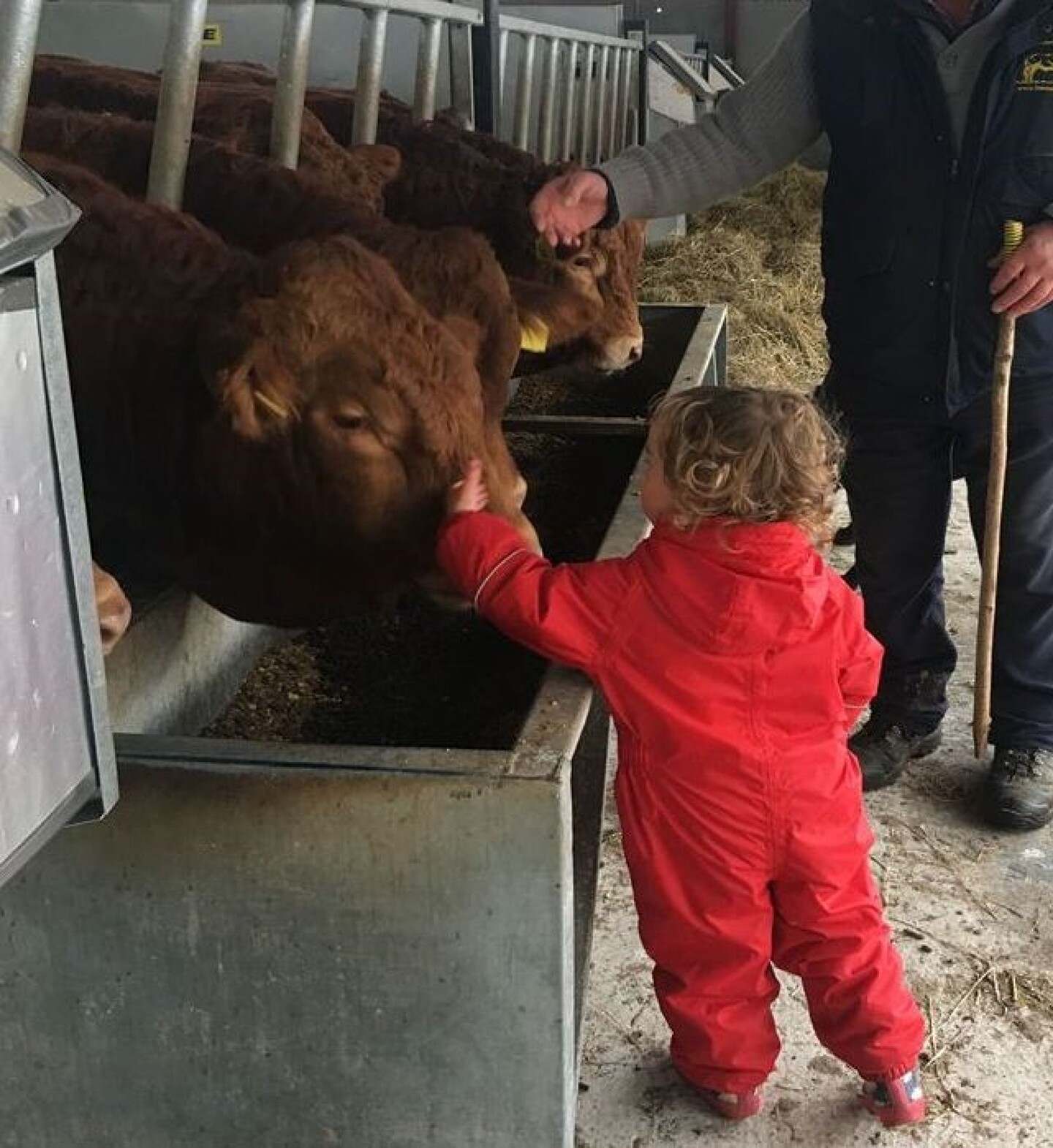 3. A Decent Looking Bull with Good Locomotion