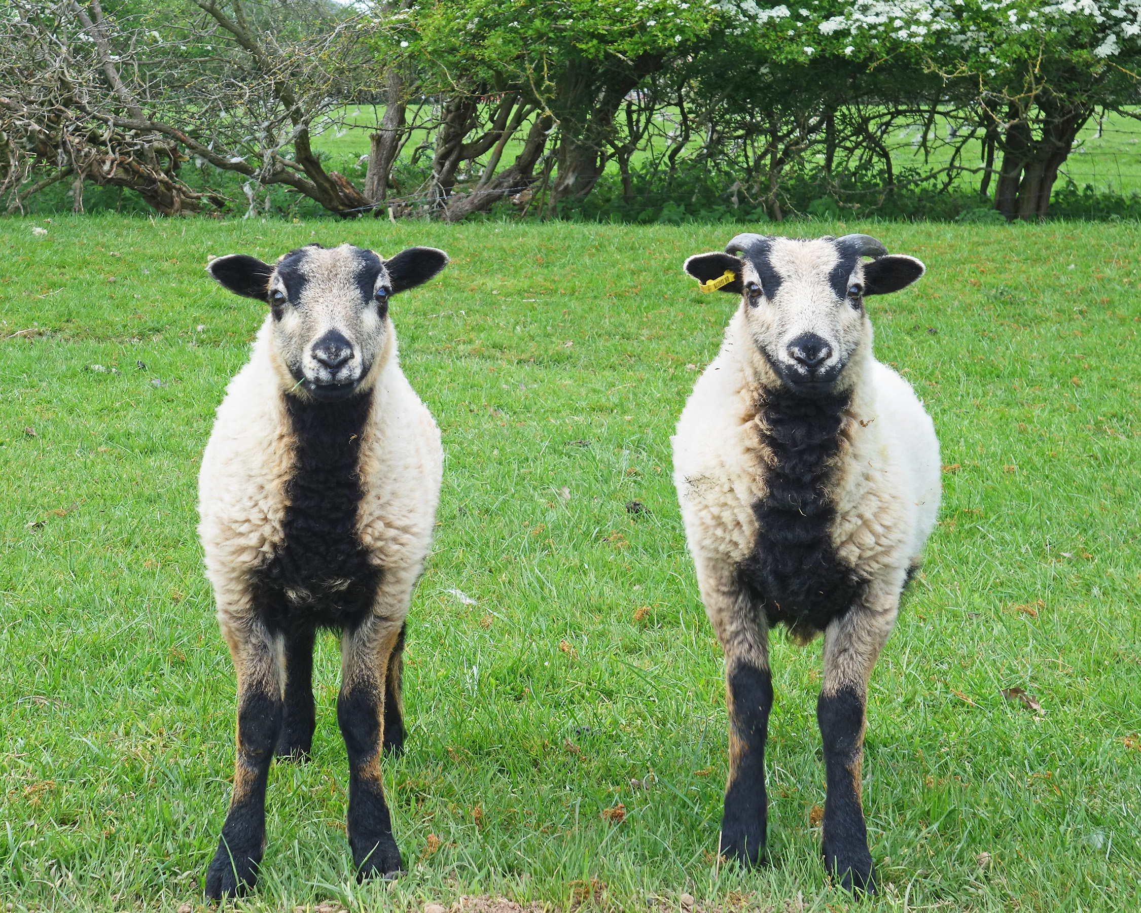 Twins
