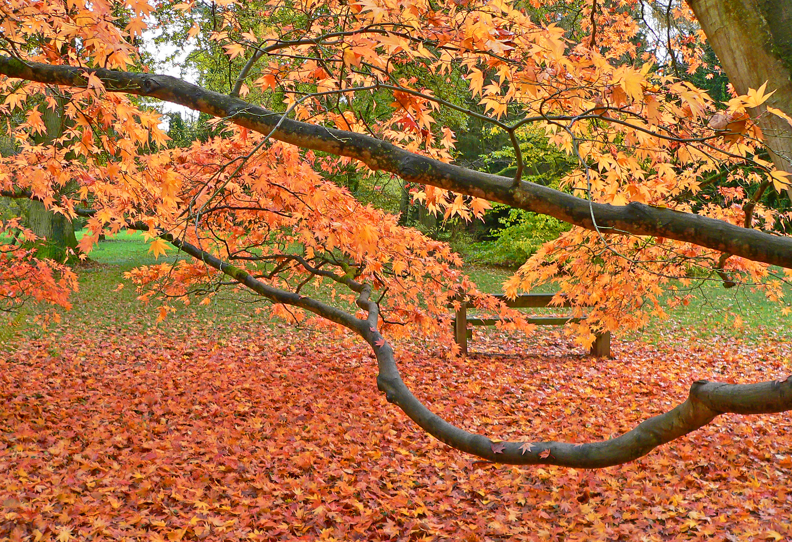 Autumn Amber