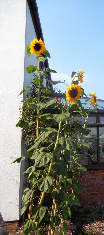 sunflowers -tall cropped