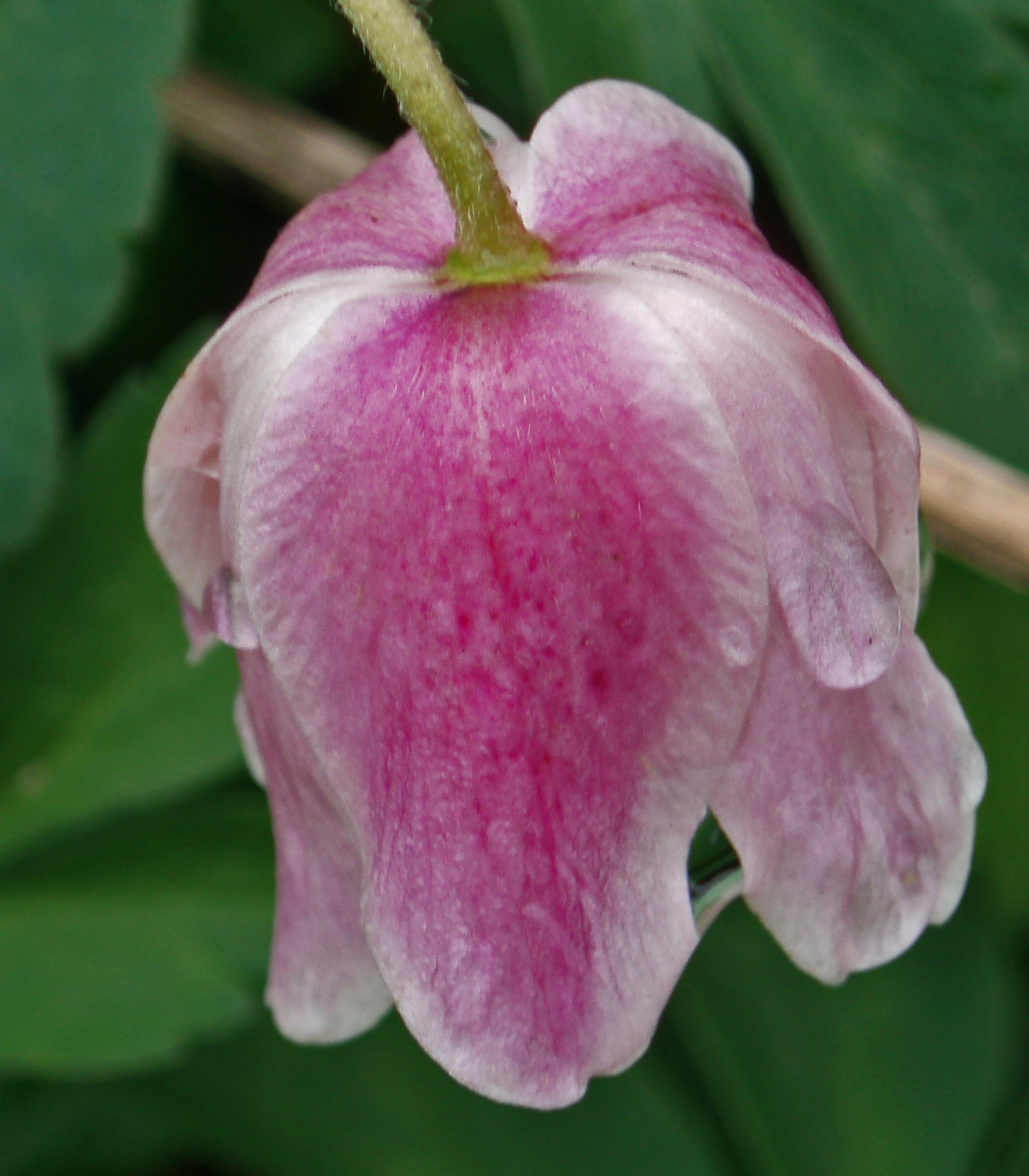 P7060794
