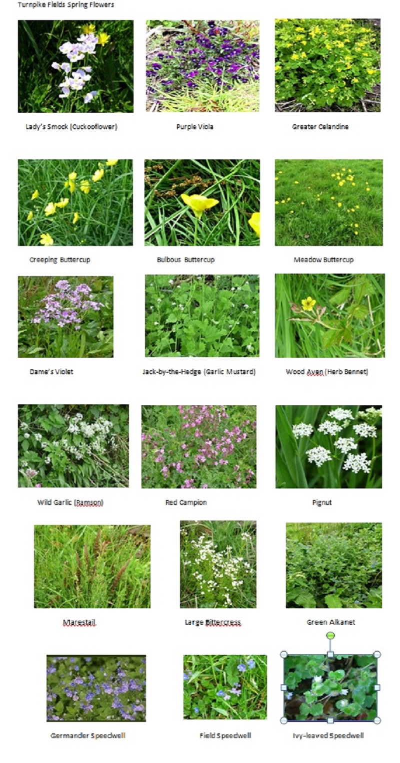 flowerspics