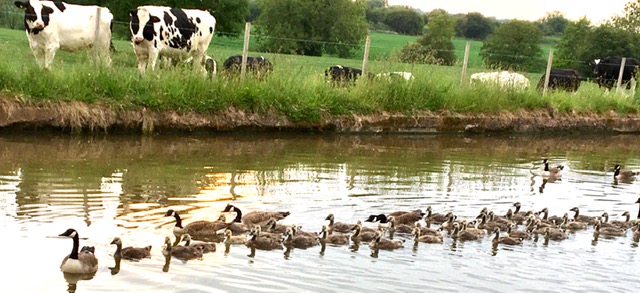 goslings