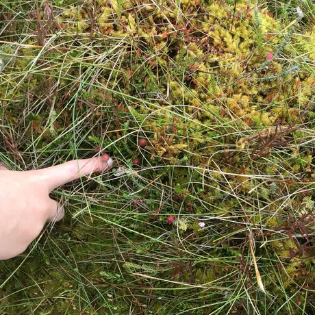 Moss