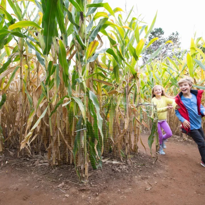 Children Running Through a Corn Maze