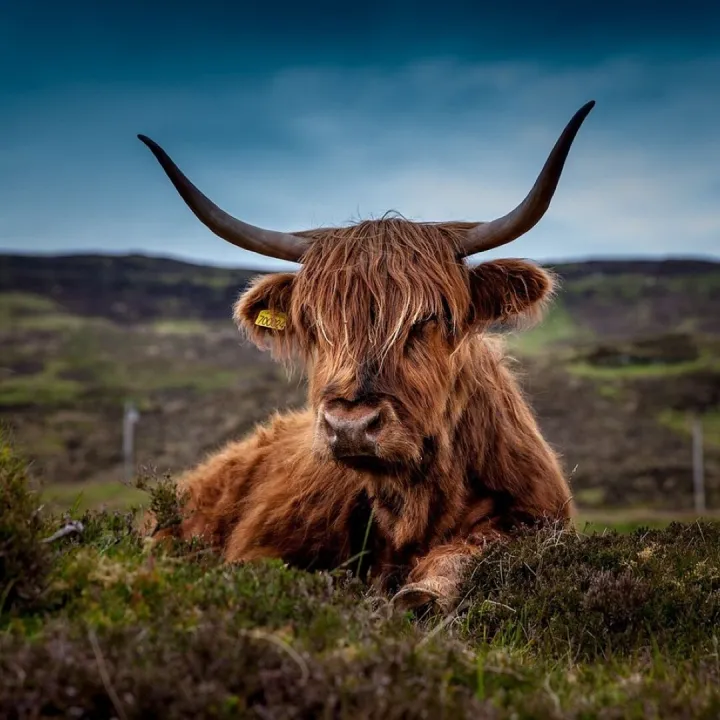 Cattle, animal, pasture, highland cattle, cow