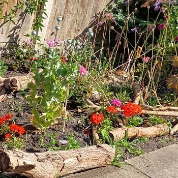 Saltney Flower Bed (1)