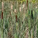 #Reedmace Pxl_20260719_141813342