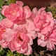 # Pink Roses Pxl_20260719_134616063