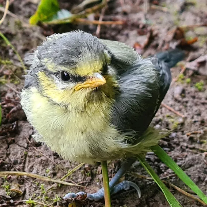 Blue tit