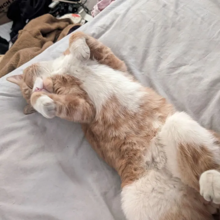 Missing Ginger Cat 2