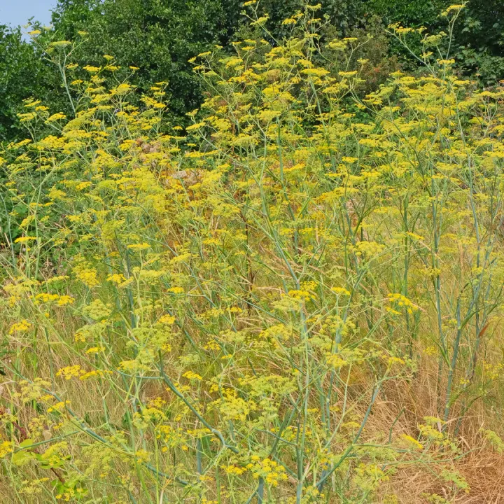 RR Wild Fennel F9617