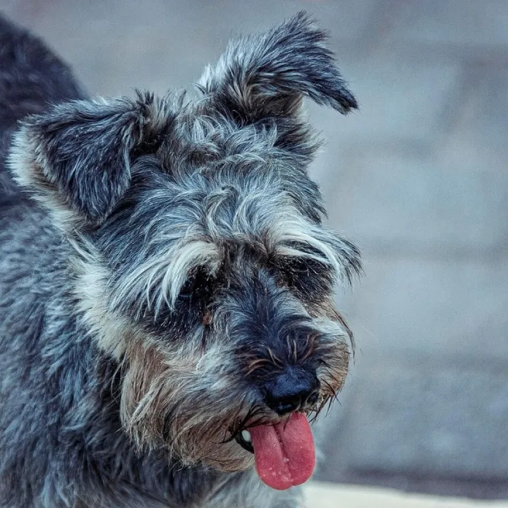 A miniature schnauzer out for a walk