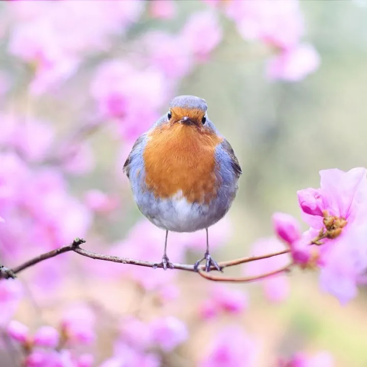 A robin perched on a blossom branch in a spring garden