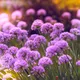 Beautiful purple flowers in full bloom, capturing