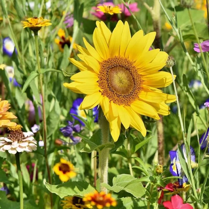 Sunflower, flowers, flower background, flower