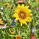 Sunflower, flowers, flower background, flower