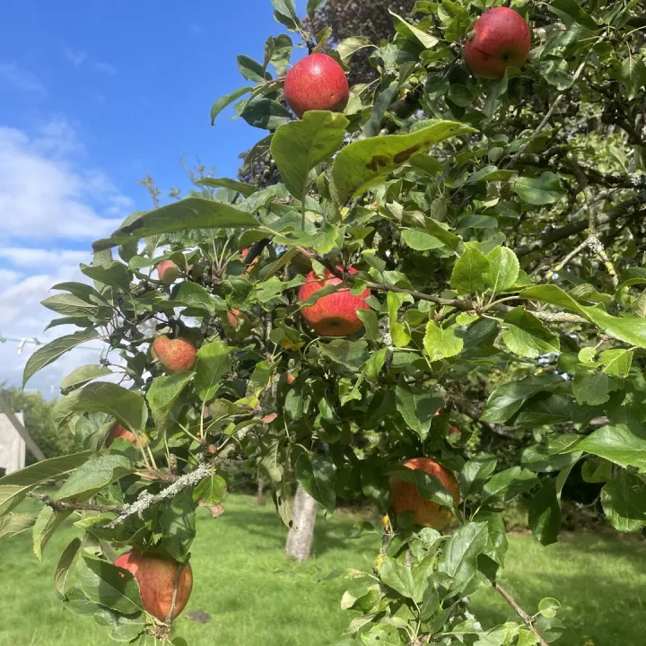 Apple Tree