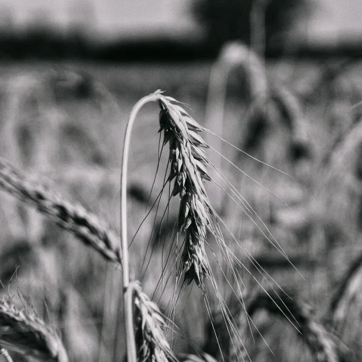Artistic black and white close-up of wheat stalks