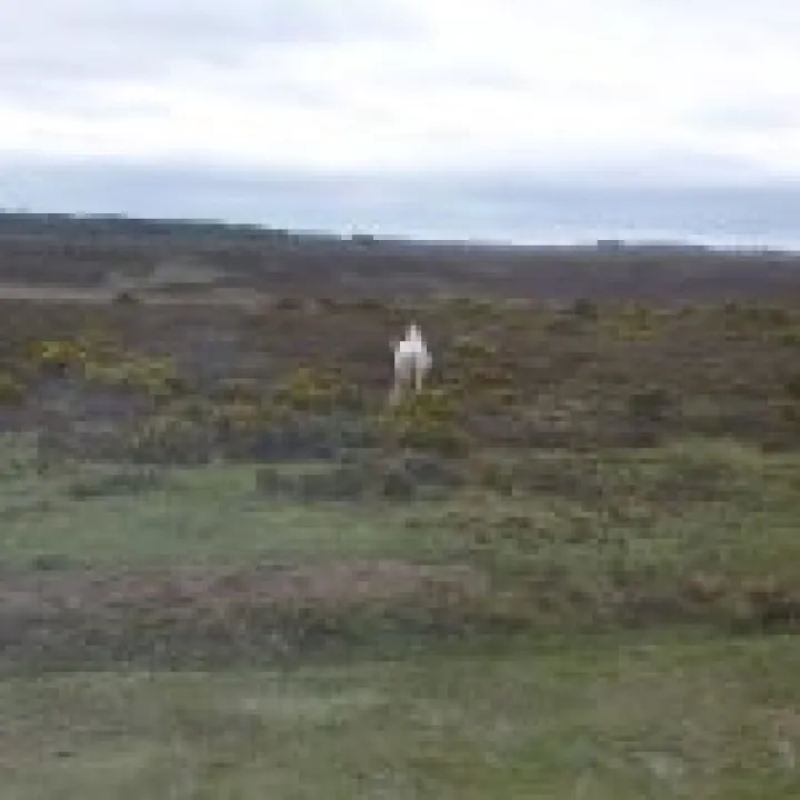 New Forest Ponies