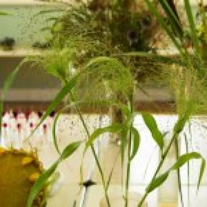 Dried grasses