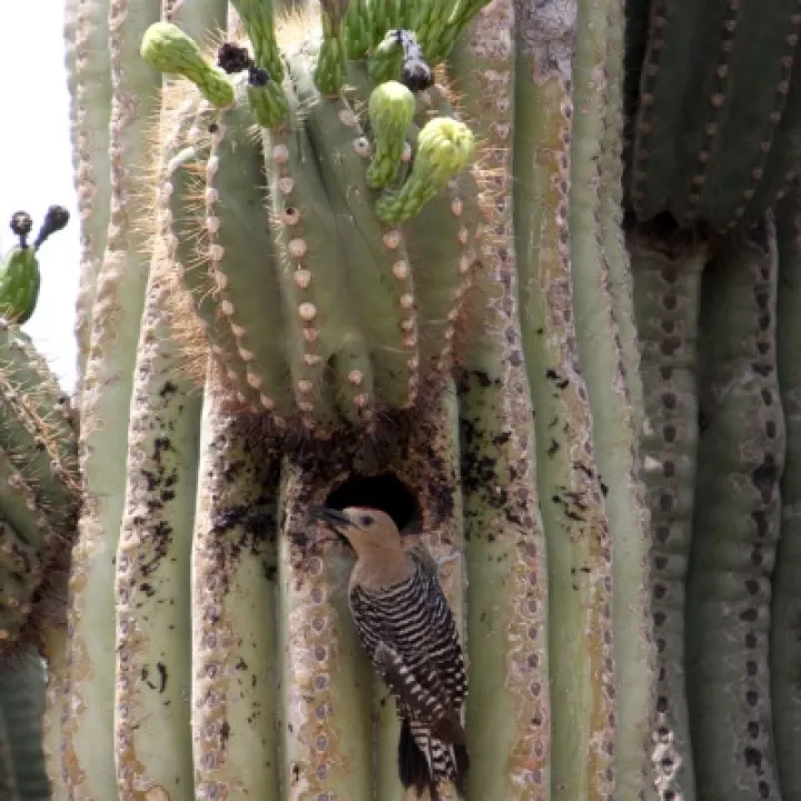 Gila-Woodpecker-2