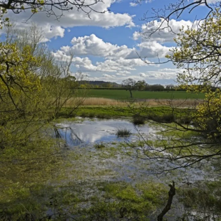 Jubilee Wood 1 copy