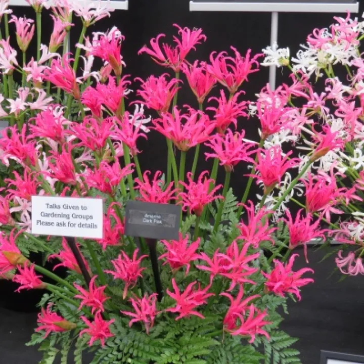 RHS Malvern