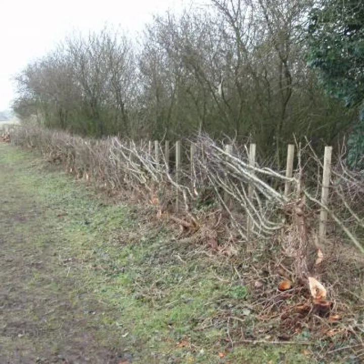 12 hedge