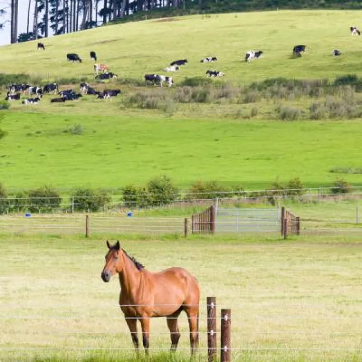 Horse and Cattle Near Harthill