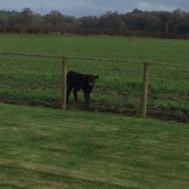 baby cow2