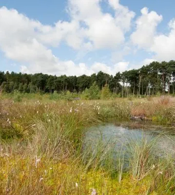 CWT-Abbots Moss 1008-AWalmsley-025