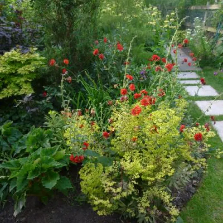 Flower Club June 2017 P1030280