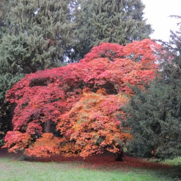 Colourful trees