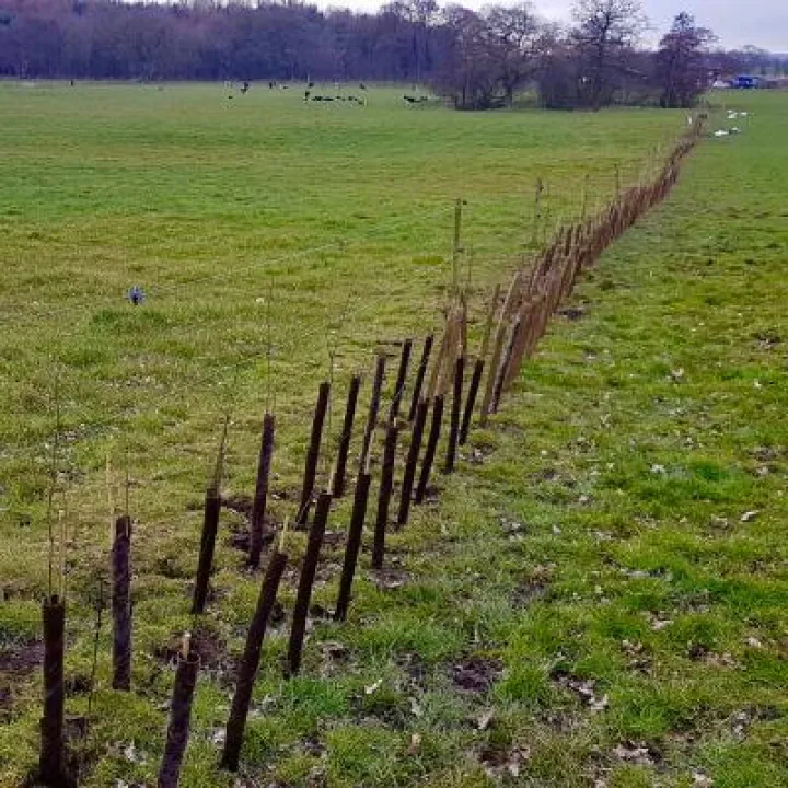 Hedge Planting 2018 v2