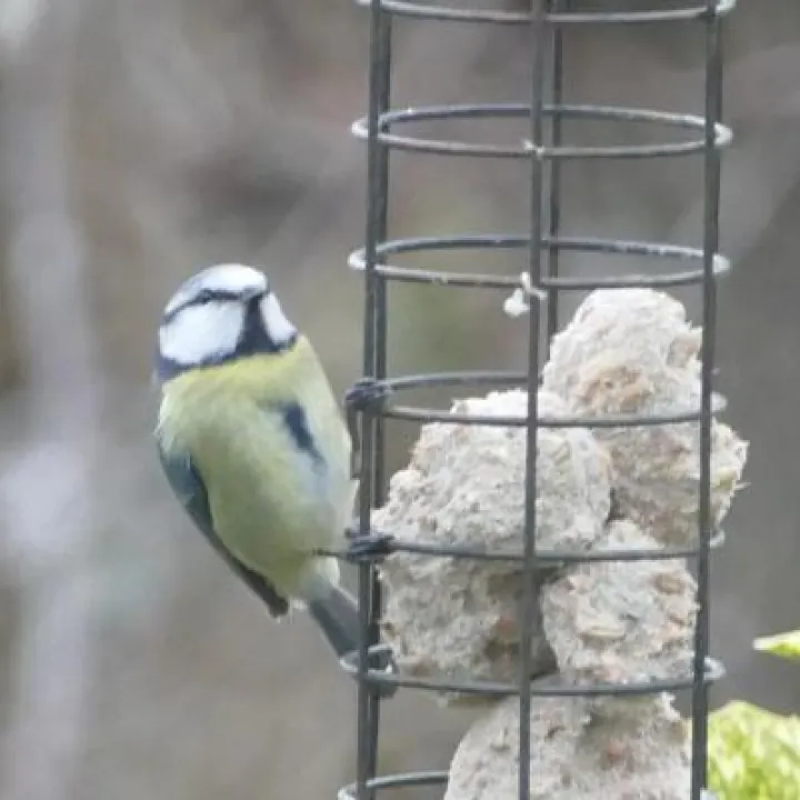Birds in garden6