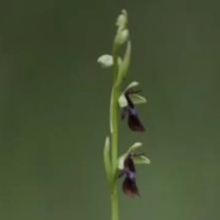 Orchid 5