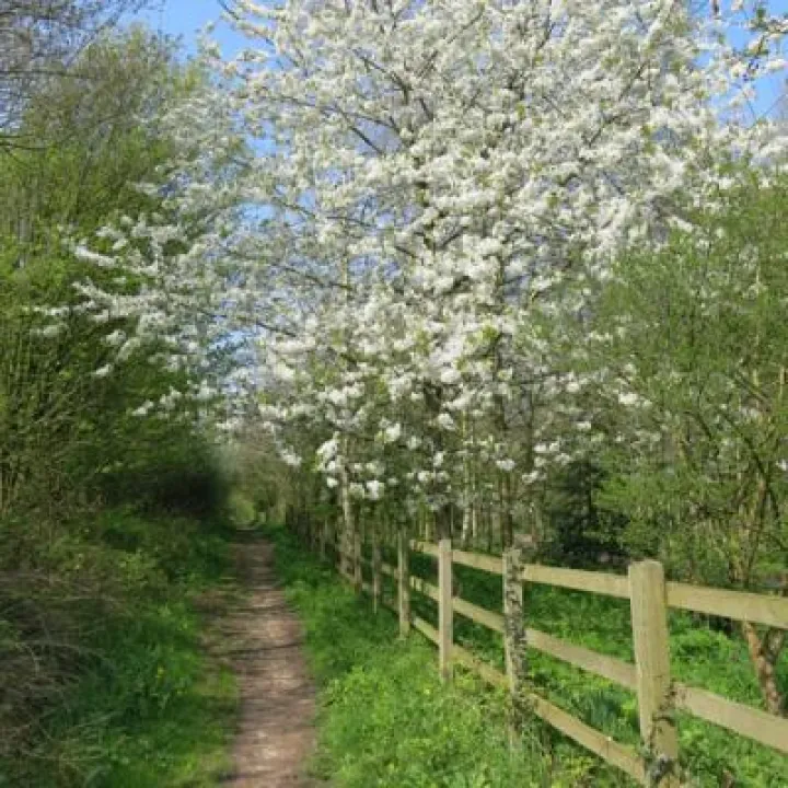Spring in Tarvin Woodland Img_6939