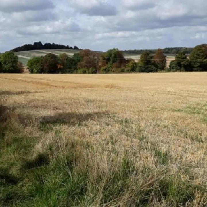 Ardington walk 4