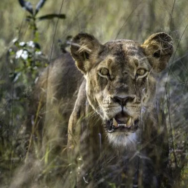 lion