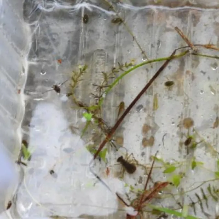 Pond dipping 19 creatures
