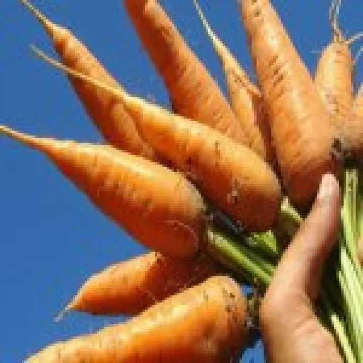 allotment 02