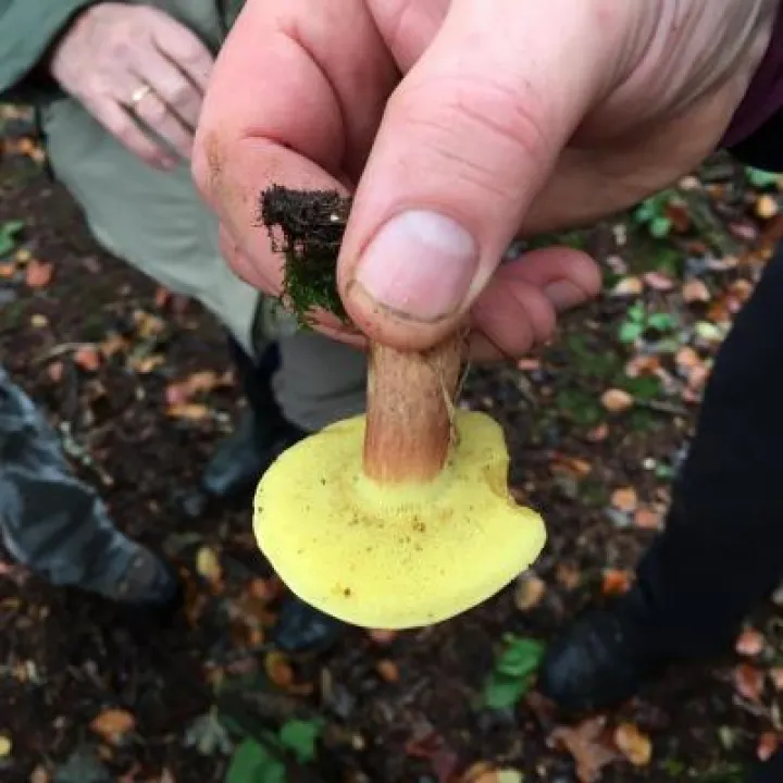 Fungal Foray 20