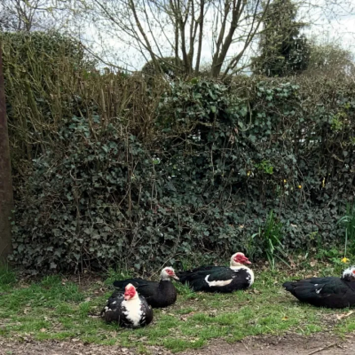 ADCA Ducks